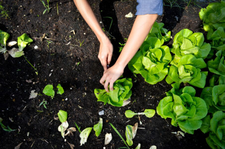 Understanding Soil Health Improves Garden Soil Image